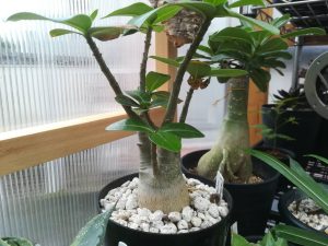 アデニウム・アラビカムの梅雨。≪植え替え後の落葉×パンパン×長雨避難≫