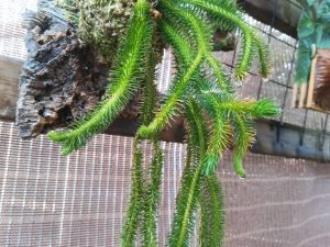 フペルジアのコルク仕立てから5カ月後。≪着生植物×シダ植物×成長速度≫