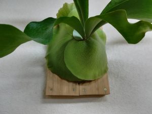 ビカクシダのテグスをとってみた。≪着生×テグスをとる必要性×P.Panama≫