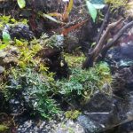 60cmパルダリウム、ハイゴケを敷き詰める！≪3回目のリフォーム×シリケンイモリ×苔リウム化≫