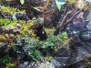 60cmパルダリウム、ハイゴケを敷き詰める!≪3回目のリフォーム×シリケンイモリ×苔リウム化≫