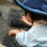 実生ミモザの発芽率検証結果。≪播種2ヶ月で植え替え×銀葉アカシア×成長記録≫