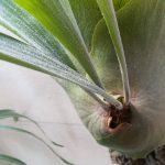 500円で買ったコウモリランの成長記録。≪4年目のまとめ×奇形葉からの復活≫