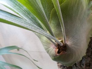 500円で買ったコウモリランの成長記録。≪4年目のまとめ×奇形葉からの復活≫