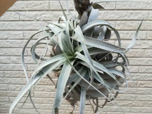 キセログラフィカの子株が出てから1年後!≪成長速度×発根≫