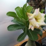 アデニウムが開花した！≪塊根植物×白花×アデニウムの夏≫