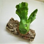 ステマリアをコルクに仕立て直す！≪ビカクシダ×コルクの向き×貯水葉を傷めない仕立て方≫