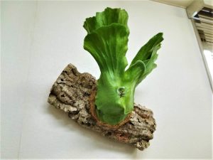 ステマリアをコルクに仕立て直す!≪ビカクシダ×コルクの向き×貯水葉を傷めない仕立て方≫