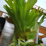 コロナリウムの貯水葉がデカすぎて困ってます。≪成長記録2年後×直射×巨大化≫