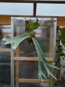 ビカクシダ・ウィリンキーcv.Dparisの胞子葉が美しい！≪生長記録×7カ月後≫