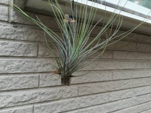 チランジア・ジュンセアが廃材にガッチリ着生！≪エアプランツ×根っこ×成長記録≫