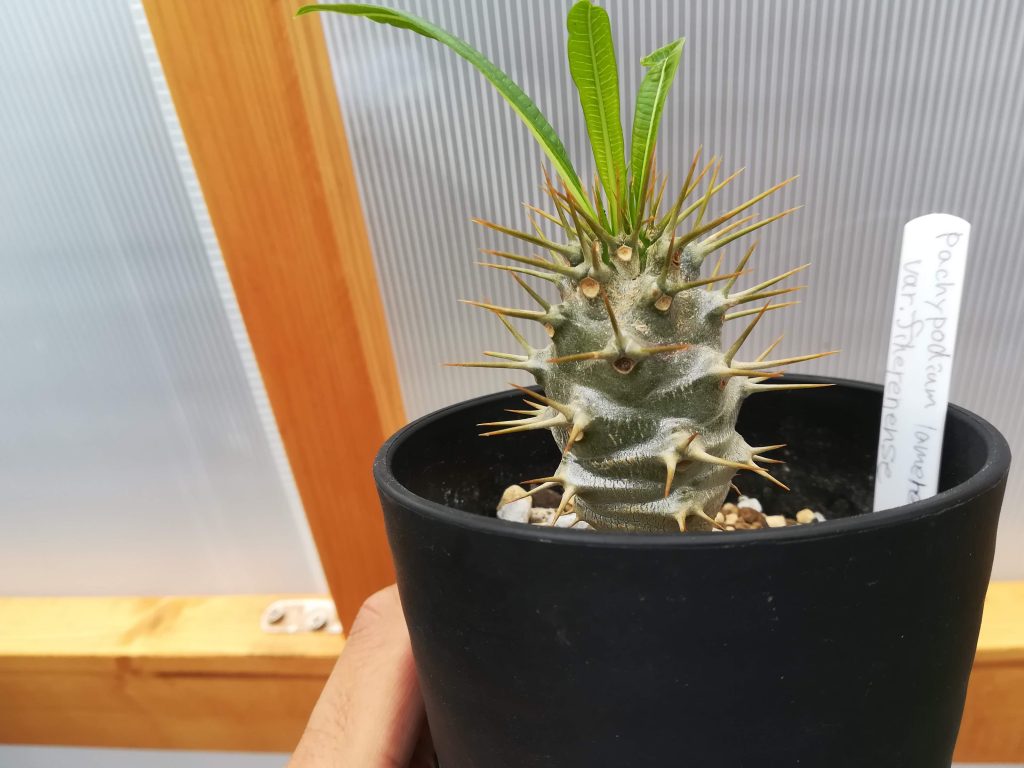 パキポディウム・フィヘレネンセの購入時と今。≪Pachypodium