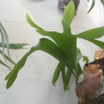 ビカクシダの子株を救出せよ!≪要救助者1名×テグスに巻かれたヒリー編≫