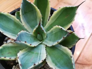 アガベ・吉祥冠錦をホームセンターで見つけた。≪Agave potatorum ‘Kisshoukan’ f. varieg≫