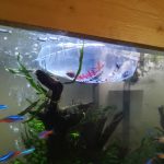 【カバクチカノコガイ】アクリル水槽の苔取りに「貝」を入れてみた結果。