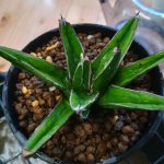 水挿しからついに発根したアガベ”輝山”を鉢上げ！≪未発根×水挿し期間≫