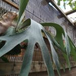 P.Pegasusの胞子葉が白くて美しい。≪ビカクシダ×7か月目×子株大発生中≫