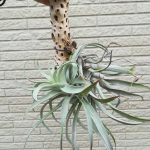 チランジア・ハリシーを育て始めて4年が経ちました。≪カクタスボーン着生×発根×光を目指して≫