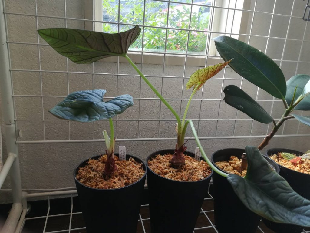 アロカシア クワズイモ を育ててみる 植え替え方法 サトイモ科 クワズイモ属