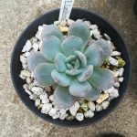 エケベリア”ラウリンゼ”が大きくなってきたぞ！≪多肉植物×巨大化計画×秋の管理≫