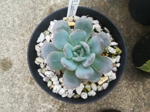 エケベリア”ラウリンゼ”が大きくなってきたぞ！≪多肉植物×巨大化計画×秋の管理≫