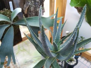 アロエ・ディコトマはこの夏生長したのだろうか。≪Aloe×成長速度≫