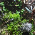 パルダリウムのハイゴケが枯れてしまった原因。≪おまけ×イモリベタの混泳は出来るのか？≫