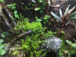 パルダリウムのハイゴケが枯れてしまった原因。≪おまけ×イモリベタの混泳は出来るのか?≫