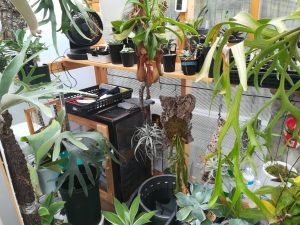 ビカクシダを育てるには秋が最高ですね...≪写真多め×温室DIY×アガベ≫