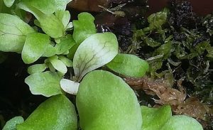 ビカクシダの胞子培養≪477日目(1年3カ月)≫