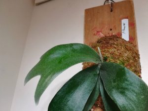 Foong Siqiのメリクロン株を育ててみる！≪ビカクシダ×板付から２週間後≫