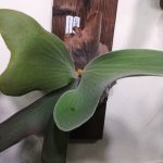 生長不良起こすアンディナム。≪生長点は元気×ビカクシダ≫