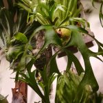 ビカクシダ・コロナリウムが胞子を付けたのですが...≪胞子嚢≫