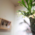 カブトムシの標本箱をDIYしてみた!≪夏の思い出×乾燥標本×標本箱の作り方≫