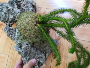 フペルジアの根張り具合を確認してみる。≪シダ植物×コルク付け≫