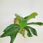 ビカクシダ・ヒリー”Panama”をコルク付けに。