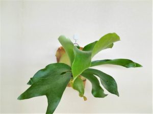 ビカクシダ・ヒリー”Panama”をコルク付けに。