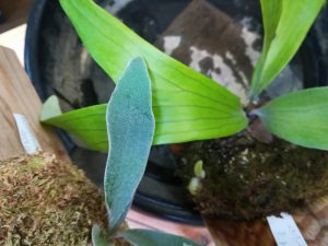 青白いビカクシダのその後。≪謎のビカクシダシリーズ≫