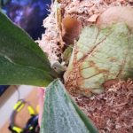 板付け後のビカクシダの生長点を定点観測してみる。