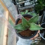 「ちょっぴりレアな多肉植物」でアガベ・チタノタを発見。