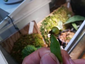 ビカクシダの水耕栽培は子株救出に最適だとわかってきた。