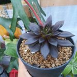 エケベリア・ブラックプリンスが開花しました。≪多肉植物×花≫