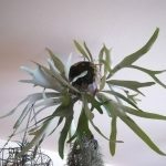 ビカクシダの胞子葉を間引く（剪定）するべきか。≪ビーチボールの現在≫