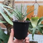 珍奇「アロエ・ボウィエア」の育て方。≪ちょっぴりなレア多肉植物≫