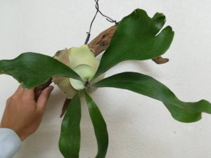 苔玉コウモリランを流木に付ける方法。