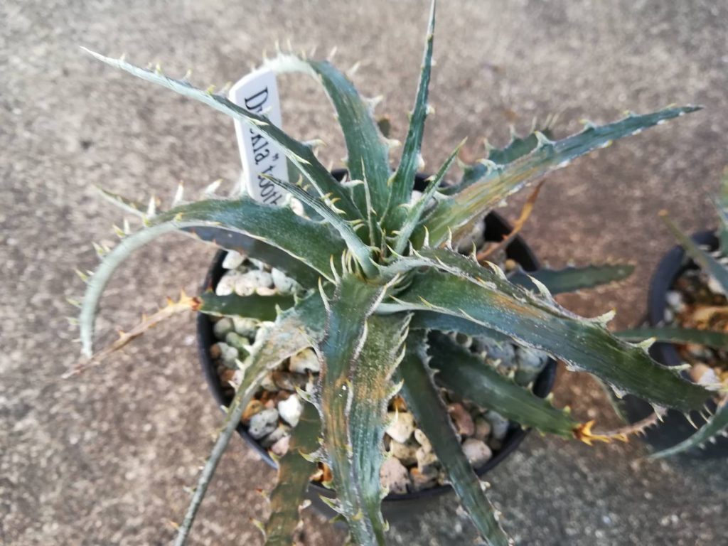 ディッキア 鉢のサイズと肥料について考えてみる