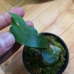 腰水栽培ビカクシダの根っこを確認してみた。