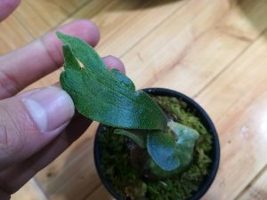 腰水栽培ビカクシダの根っこを確認してみた。