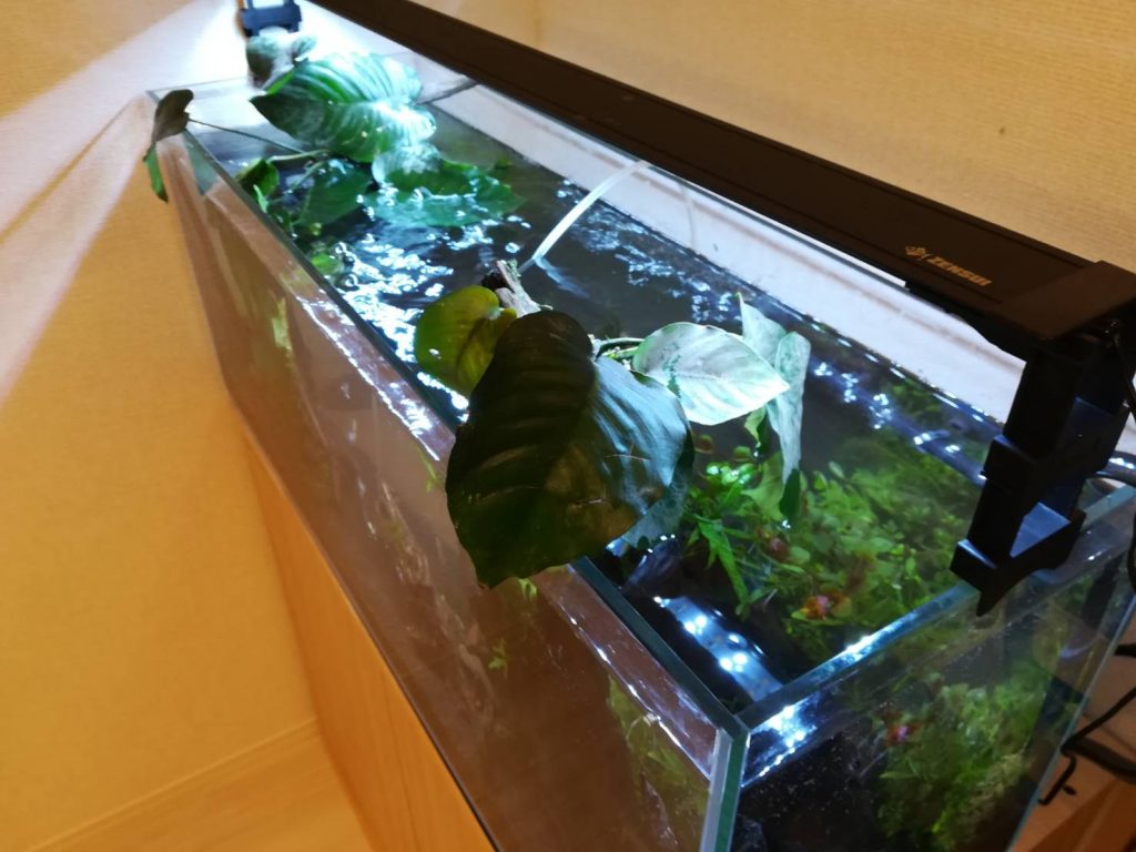 人んちで90cmスリム水槽を立ち上げる。