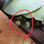 芽吹いたばかりの超極小子株を救えるか。